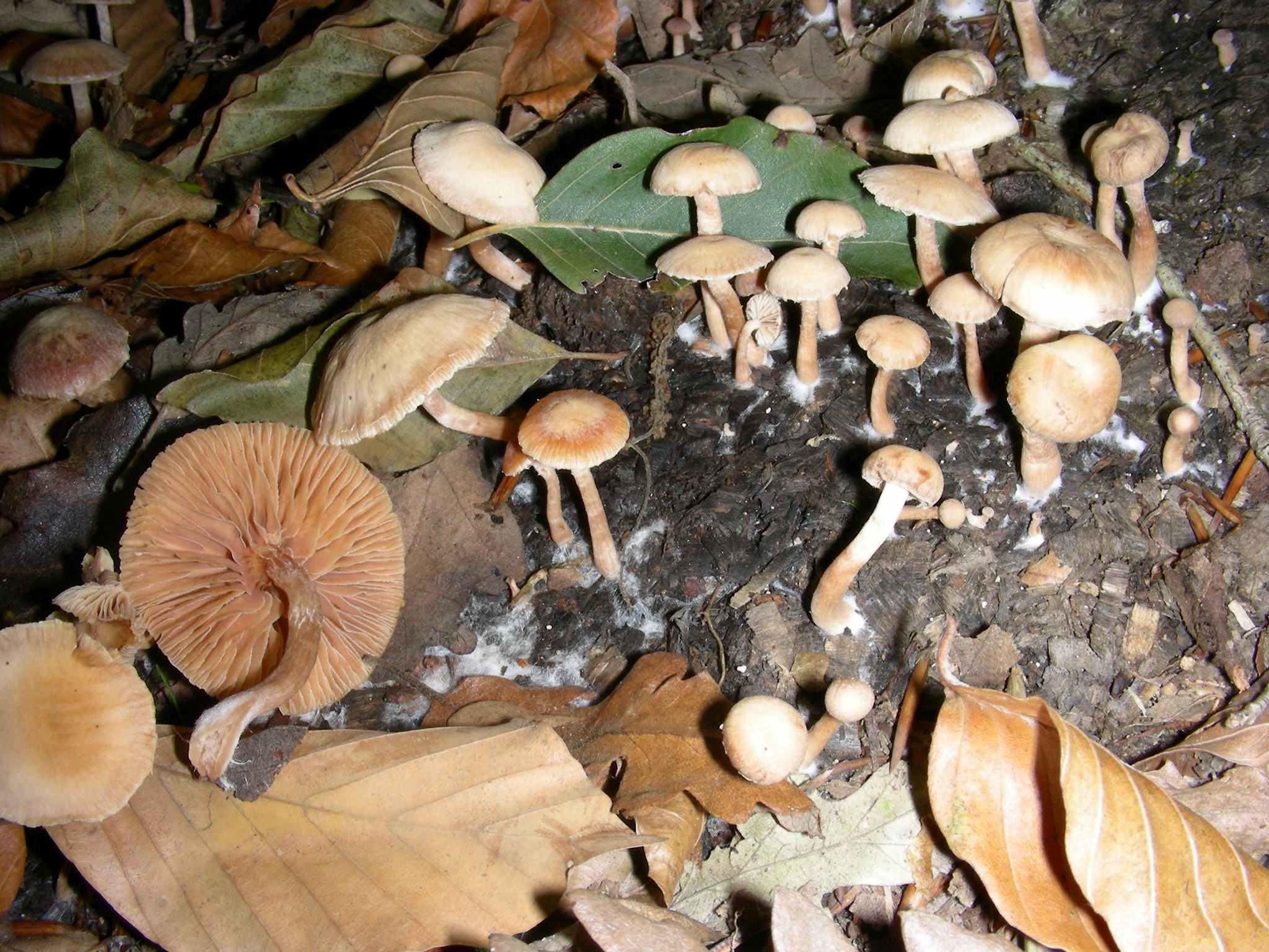 1128 Ottobre vecchio ritrovamento